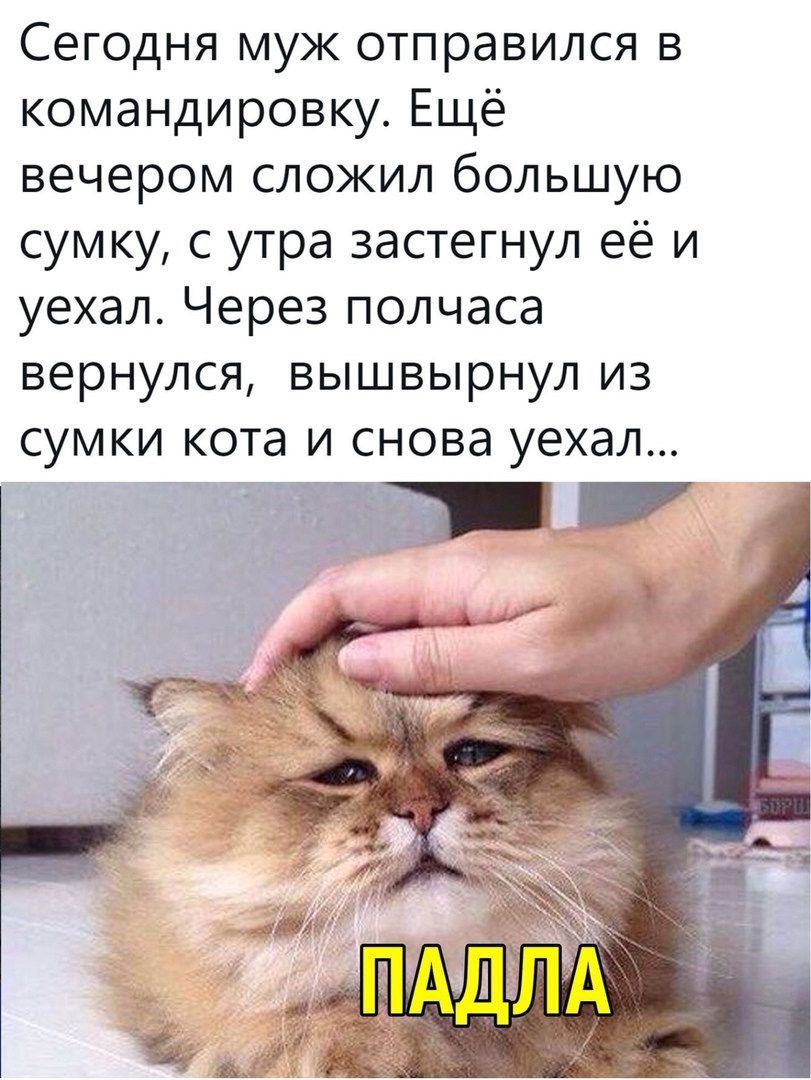 Сегодня муж отправился в командировку Ещё вечером сложил большую сумку с утра застегнул её и уехал Через полчаса вернулся вышвырнул из сумки кота и снова уехал МЭР