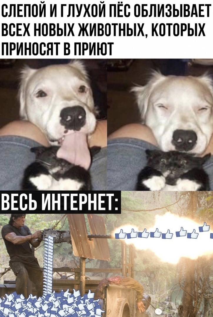 ОЛЕПОЙ И ГЛУХОЙ ПЁО ОБЛИЗЫВАЕТ ВОЕХ НОВЫХ ЖИВОТНЫХ КОТОРЫХ ПРИНООЯТ В ПРИЮТ ВЕСЬ ИНТЕРЕТ
