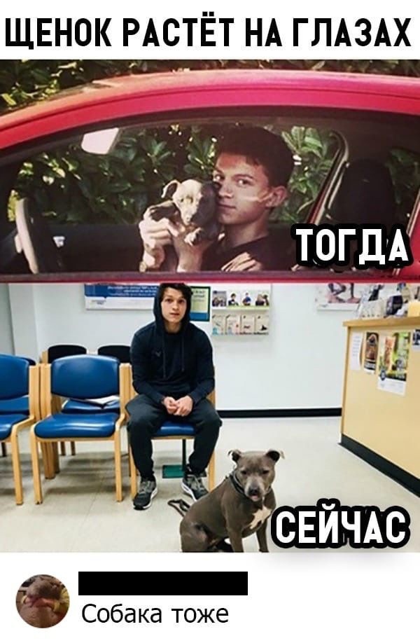 ЩЕНОК РАСТЁТ НА ГЛАЗАХ Собака тоже