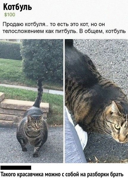 Котбуль 5100 Продаю котбупя то есть это кот но он тепоспожением как питбуль В общем котбупь Такпгп кракавчика можно с собой на риборки брать