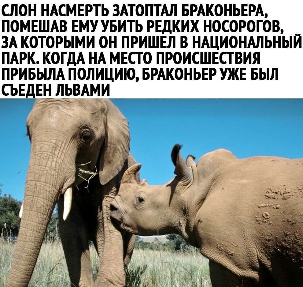 СЛОН НАСМЕРТЬ ЗАТОПТАЛ БРАКОНЬЕРА ПОМЕШАВ ЕМУ УБИТЬ РЕДКИХ НОСОРОГОВ ЗА КОТОРЫМИ ОН ПРИШЕЛ В НАЦИОНАЛЬНЫЙ ПАРК КОГДА НА МЕСТО ПРОИСШЕСТВИЯ ПРИБЫЛА ПОЛИЦИЮ БРАКОНЬЕР УЖЕ БЫЛ СЬЕДЕН ЛЬВАМИ 7