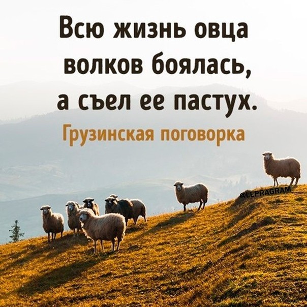 Всю жизнь овца волков боялась а съел ее пастух