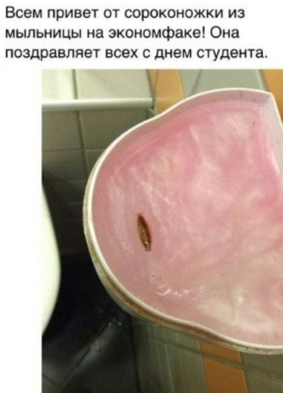 Всем привет от сороконожки из мыльницы на экономфаке Она поздравляет всех с днем студента