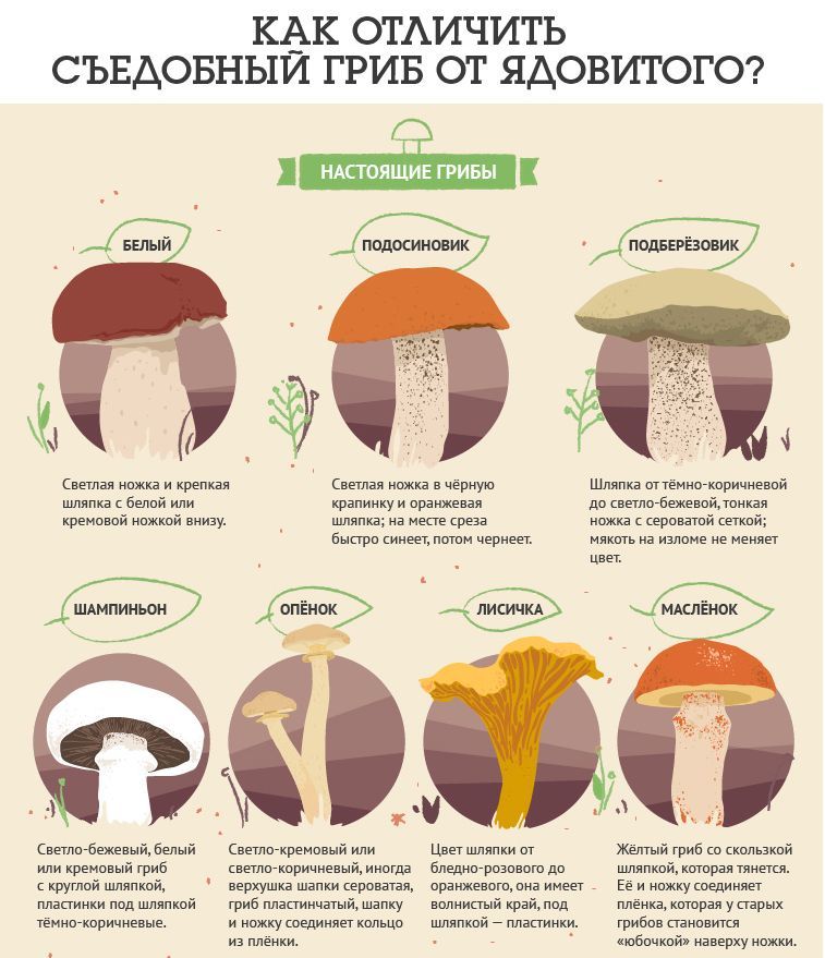 КёК ОТАИЧИТЬ СЪЕАОБНЫИ ГРИБ ОТ ЯАОВИТОГО шпал нежна и крепкая шпал шкка в чёрную Шляпка шшмипгкаричневпй шляпка белий или крапинку и прижввзя дп випигбеитшйюикая кремний ипжшй внизу ищите из мест рева пхка кроватей ший Быстро синеет пиши чернеет иметь на издана не меняет цвет шпибшвый белый ввпшгкремавый или ц пшяпки ш Жетый гриб ш квлпклй или хреновый гриб спиориккевый иногда бледиигрвзпвпга до ш