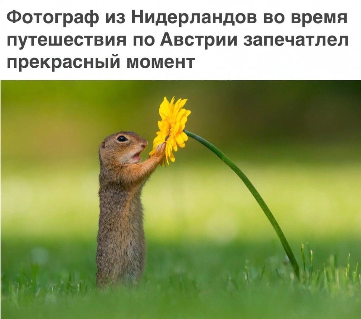 Фотограф из Нидерландов во время путешествия по Австрии запечатлел прекрасный момент