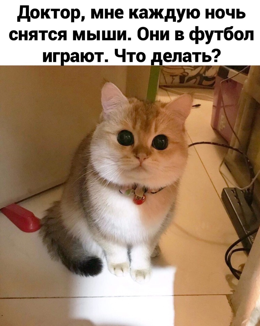 доктор мне каждую ночь снятся мыши Они в футбол вают Что елать