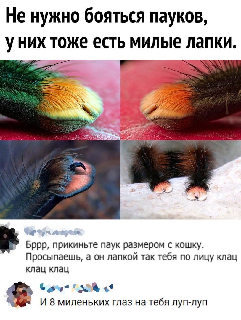 Не нужно бояться пауков у них тоже есть милые лапки Бррр прикиньте паук размером с кошку Просыпаешь а он папкой так тебя по лицу кпац КЛЗЦ КЛдЦ О С И 8 миленьких глаз на тебя пуп пуп