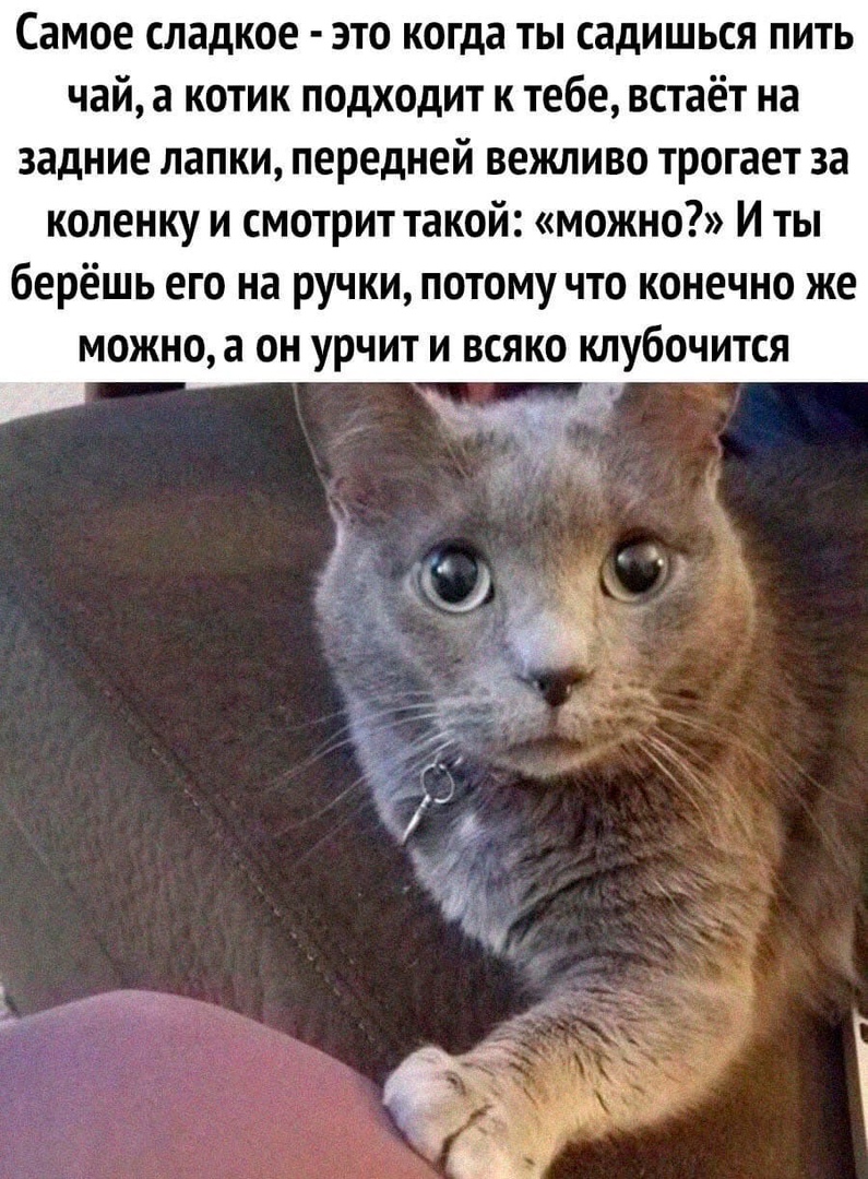 Самое сладкое это когда ты садишься пить чай а котик подходит к тебе встаёт на задние лапки передней вежливо трогает за коленку и смотрит такой можно И ты берёшь его на ручки потому что конечно же можно а он урчит и всяко клубочится _ не рт