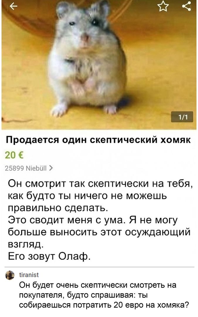 11 Продается ОДИН скептический ХОМЯК 20 25899 МіеЬШі Он смотрит так скептически на тебя как будто ты ничего не можешь правильно сделать Это сводит меня с ума Я не могу больше выносить этот осуждающий взгляд Его зовут Олаф іігапізі Он будет очень скептически смотреть на покупателя будто спрашивая ты собираешься потратить 20 евро на хомяка