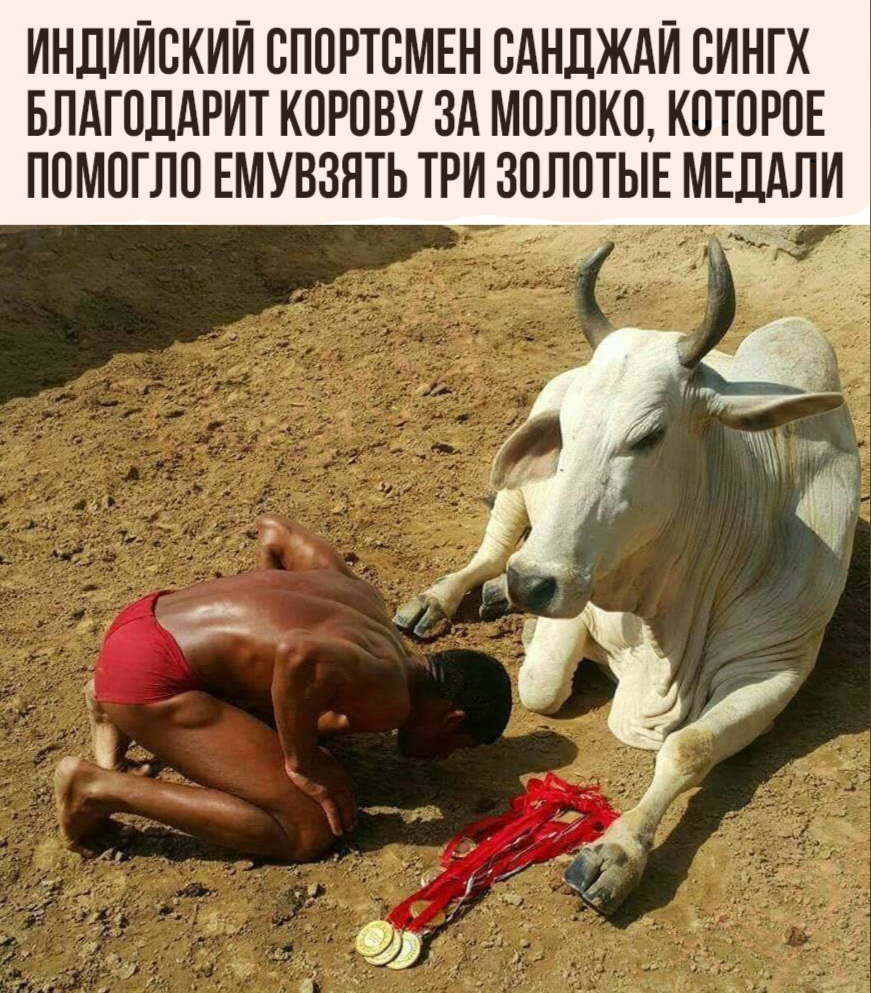 ИНДИЙСКИЙ ОПОРТОМЕН ОАНДЖАИ ОИНГХ БЛАГОДАРИТ КОРОВУ ЗА МОЛОКО КОТОРОЕ ПОМОГЛО ЕМУВЗЯТЬ ТРИ ЗОЛОТЫЕ МЕДАЛИ