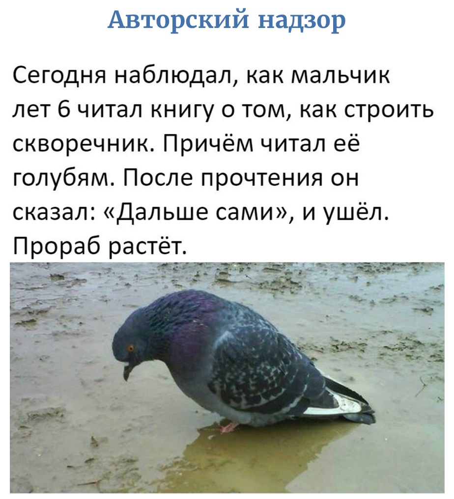 Авторский надзор Сегодня наблюдал как мальчик лет 6 читал книгу о том как строить скворечник Причём читал её голубям После прочтения он сказал Дальше сами и ушёл Прораб растёт м