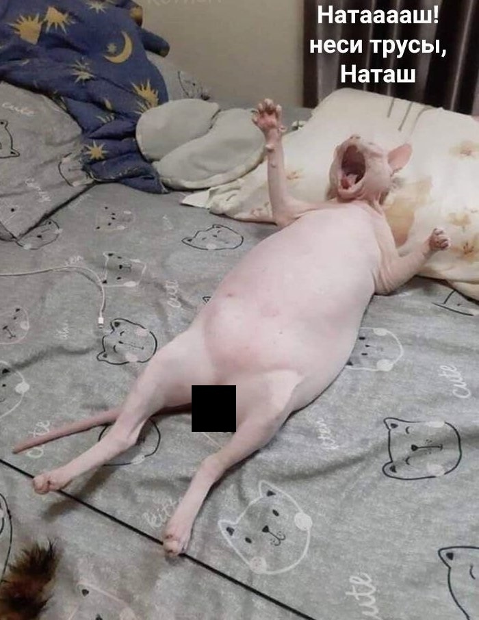 Натааааш неси трусы д