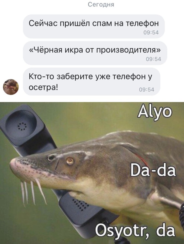 С од н и Сейчас пришёл спам на телефон На Чёрная икра от производителя с Кто то заберите уже телефон у осетра Аіуо а оа Озуогг сіа