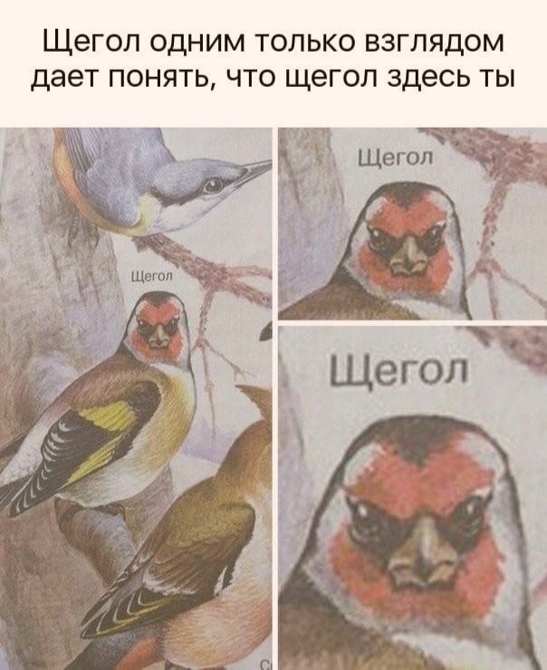 Щегол одним только взглядом дает понять что щегол здесь ты