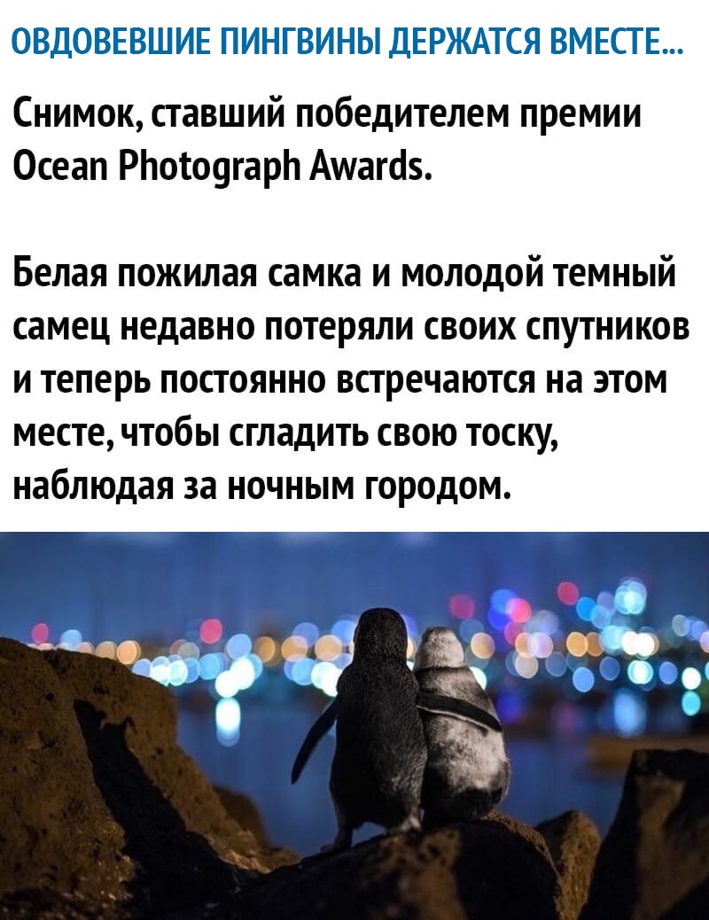 і ЁДГЁЕЁЁЕЁШ Ё ПСГЦГ ШБ ЁДЁЁЁЁЗ ЁЪЁЁЁЁ Снимок ставший победителем премии Осеап РЬотоугарЬ Амагаз Белая пожилая самка И МОЛОДОЙ ТЕМНЫЙ самец недавно ПОТЕРЯЛИ СВОИХ СПУТНИКОВ И Теперь ПОСТОЯННО встречаются на ЭТОМ МЕСТЕ ЧТОбЫ сгладить СВОЮ ТОСКУ наблюдая за НОЧНЫМ ГОРОДОМ _ ііі