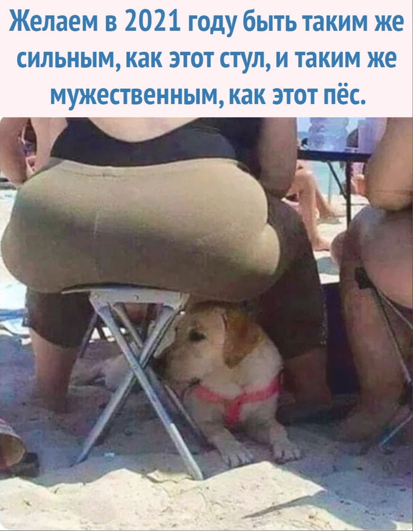 Желаем в 2021 году быть таким же сильным как этот стул и таким же мужественным как этот пёс