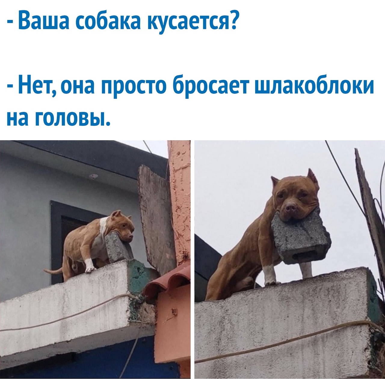 Ваша собака кусается Нет она просто бросает шлакоблоки на головы