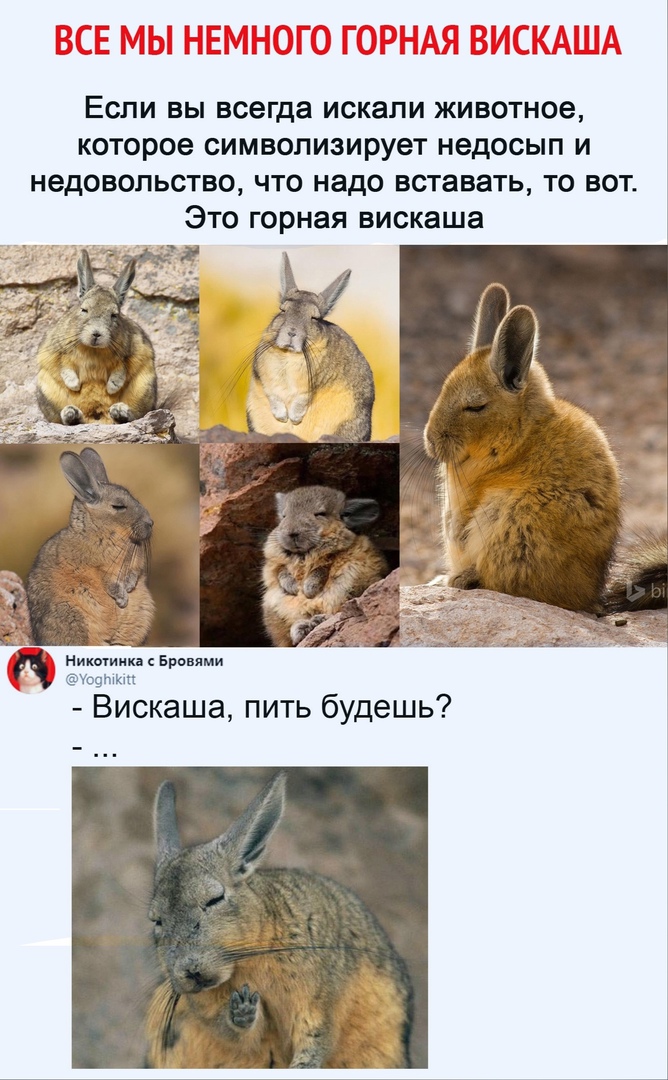 Если вы всегда искали животное которое символизирует недосып и недовольство что надо вставать то вот Это горная вискаша Ник ин Бровями Уофпіап Вискаша пить будешь