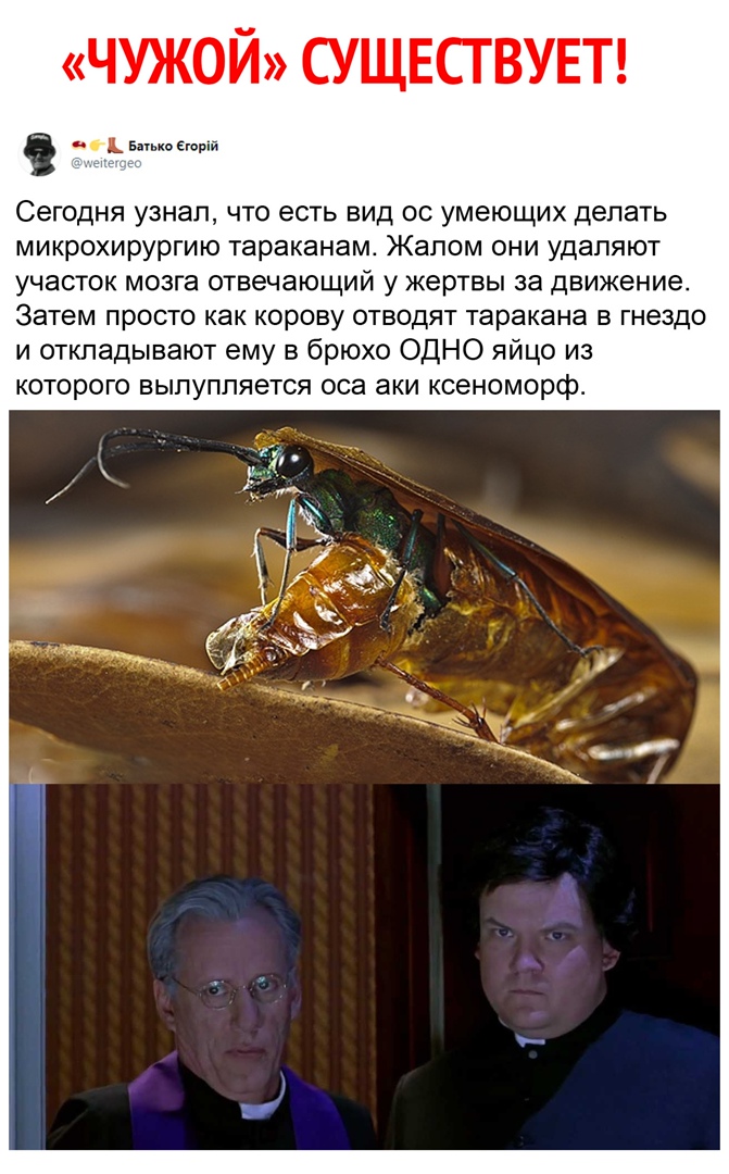 ЧУЖОЙ СУЩЕСТВУЕТ исьвмькоштй Сегодня узнал что есть вид ос умеющих делать микрохирургию тараканам Жапом они удаляют участок мозга отвечающий у жертвы за движение Затем просто как корову отводят таракана в гнездо и откладывают ему в брюхо ОДНО яйцо из которого выпуппяется оса аки ксеноморф