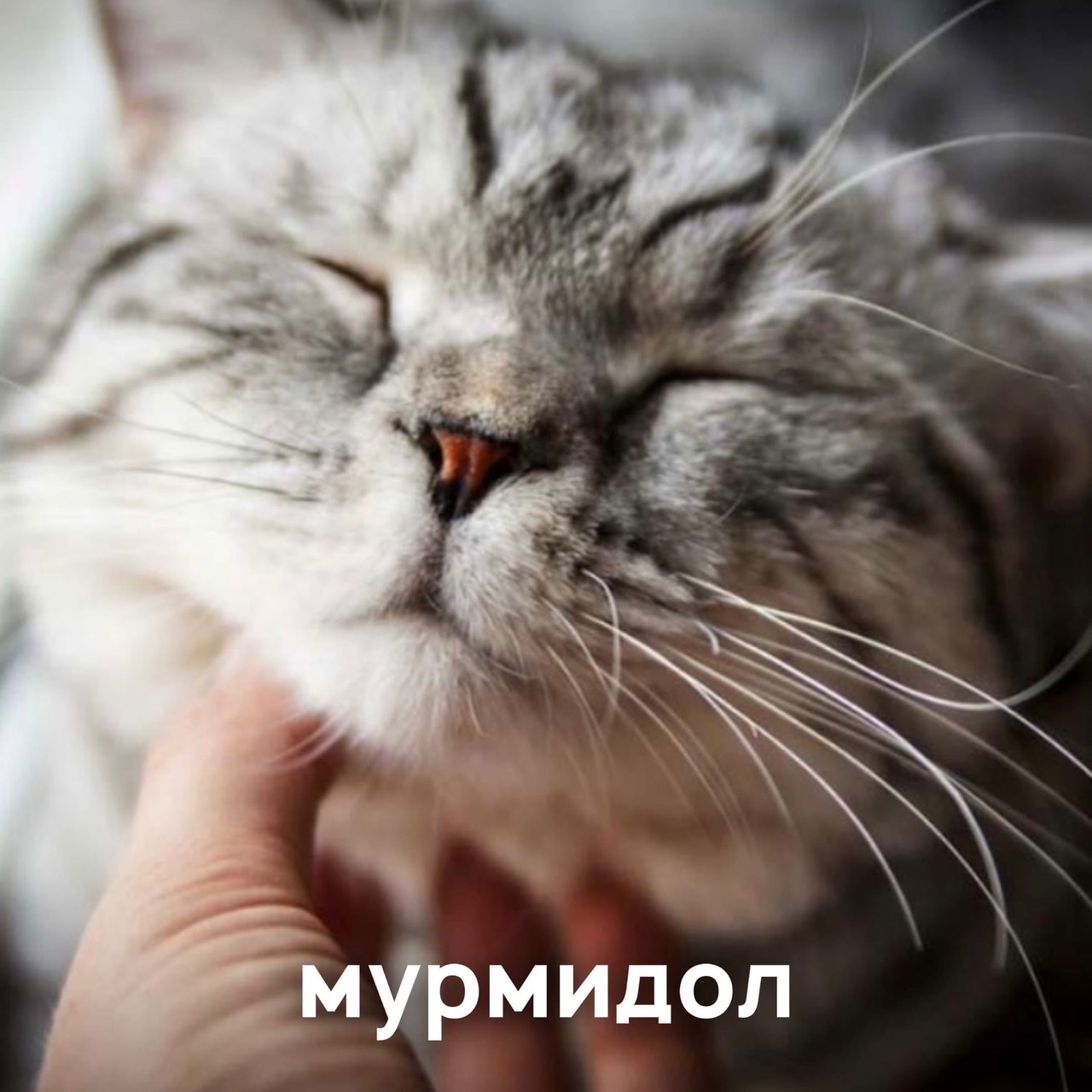 _муРмидоп