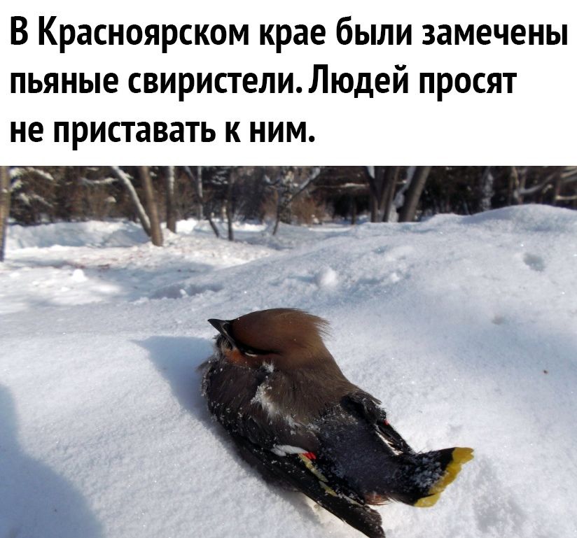 В Красноярском крае были замечены пьяные свиристелиЛюдей просят не приставать к ним