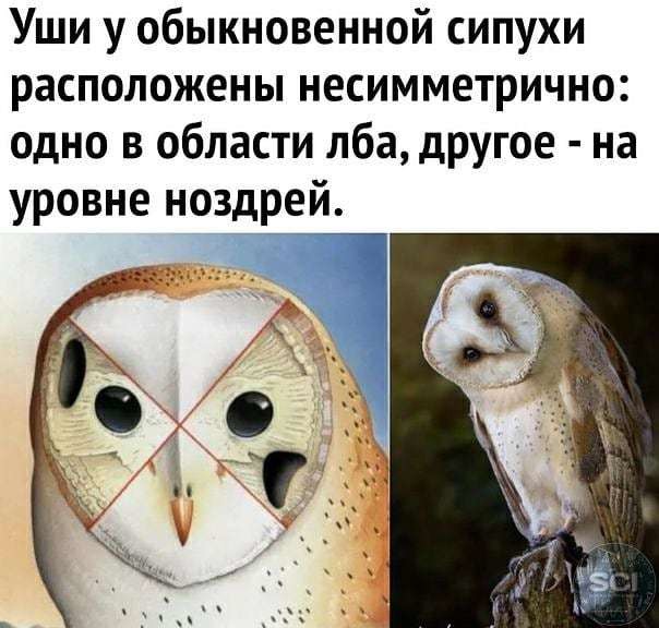 Уши у обыкновенной сипухи расположены несимметрично одно в области лба другое на уровне ноздрей