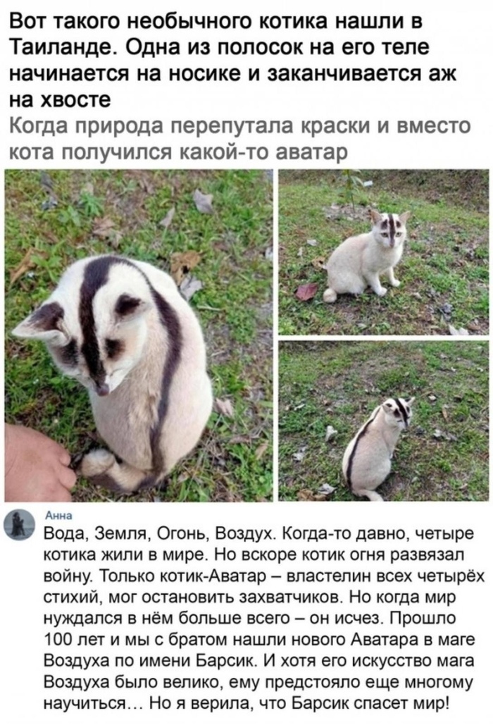 Вот такого необычного котика нашли в Таиланде Одна из полосок на его теле начинается на носике и заканчивается аж на хвосте Когда природа перепутала краски и вместо кота получился какой то аватар Ани Вода Земля Огонь Воздух Когда то давно четыре котика жили в мире Но вскоре котик огня развязал войну Только котик Аватар властелин всех четырёх стихий мог остановить захватчиков Но когда мир нуждался 