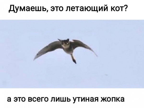 Думаешь это летающий кот а ЭТО ВСЭГО ЛИШЬ УТИНЭЯ ЖОПКЭ