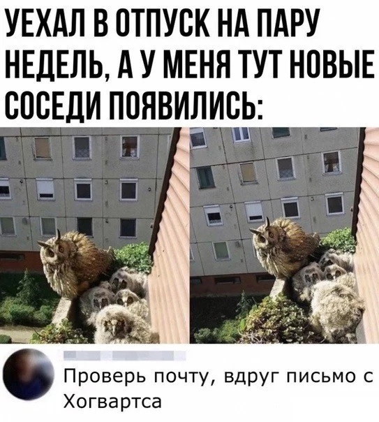 УЕХАЛ В ОТПУСК НА ПАРУ НЕДЕЛЬ А У МЕНЯ ТУТ НОВЫЕ СОСЕДИ ПОЯВИЛИЧР Ш Ы Проверь почту вдруг письмо с Хогвартса