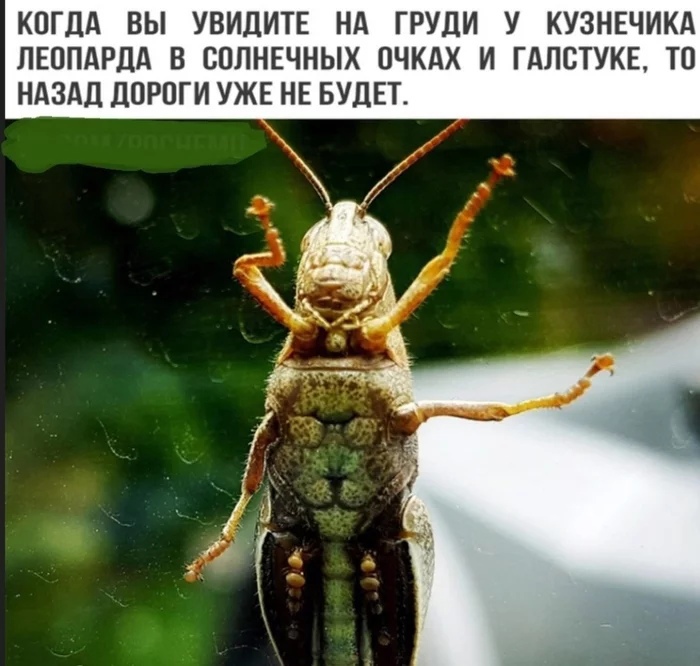 КОГДА ВЫ УВИДИТЕ НА ГРУДИ У КУЗНЕЧИКА ЛЕППАРДА В ВППНЕЧНЫХ ПЧКАХ И ГдЛСТУКЕ ТО НАЗАД ДОРОГИ УЖЕ НЕ БУДЕТ