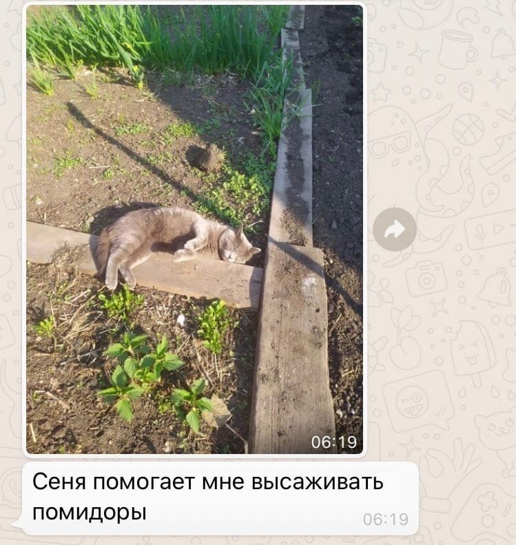 Сеня помогает мне ВЫСЗЖИВЗТЬ ПОМИДОРЫ