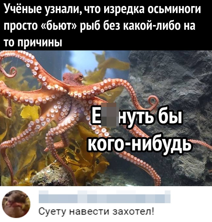 Учёные узнали что изредка осьминоги просто бьют рыб без какой либо на то причины нуть бы кого нибудь Суету навести захотел