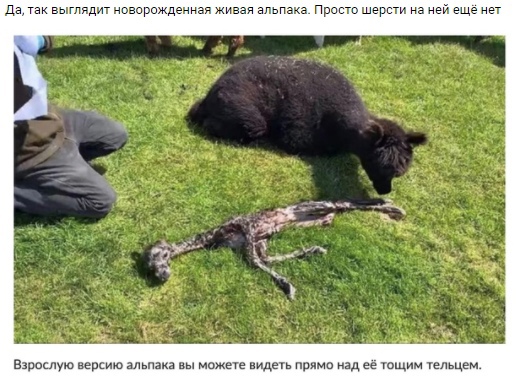 да так и мдм шрижденнад живая апьпаиа Пр Взроклую верцию алкмиа вы мож щ прямо над ее ющим тетщем