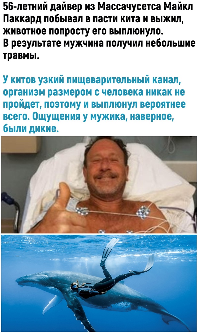 56 летний дайвер из Массачусетса Майкл Паккард побывал в пасти кита и выжил животное попросту его выппюнуло В результате мужчина получил небольшие травмы