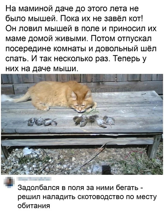 На маминой даче до этого лета не было мышей Пока их не завёл кот Он ловил мышей в поле и приносил их маме домой живыми Потом отпускал посередине комнаты и довольный шёл спать И так несколько раз Теперь у НИХ на даче МЫШИ Задолбался в поля за ними бегать решил наладить скотоводство по месту обитания