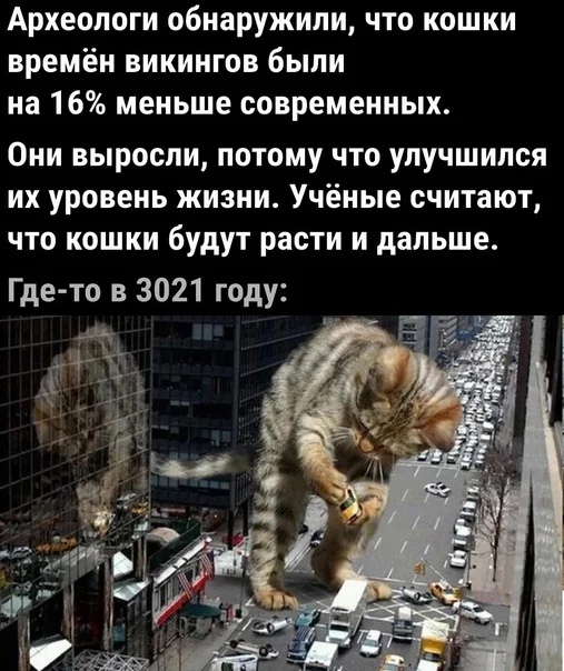 Археологи обнаружили что кошки времён викингов были на 16 меньше современных Они выросли потому что улучшился их уровень жизни Учёные считают что кошки будут расти и дальше Где то в 3021 году