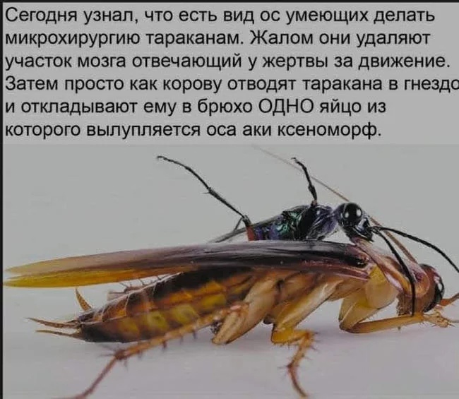 Сегодня узнал что есть вид ос умеющих депать микрохирургию тараканам Жапом они удаляют участок мозга отвечающий у жертвы за движениет Затем просто как корову отводят таракана в гнездо и откладывают ему в брюхо ОДНО яйцо из которого выпуппяется оса аки ксеноморф