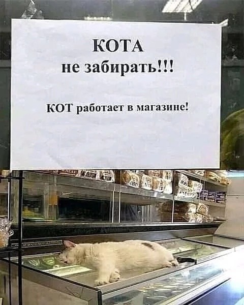 КОТА не забиратьП КОТ работает в магазине