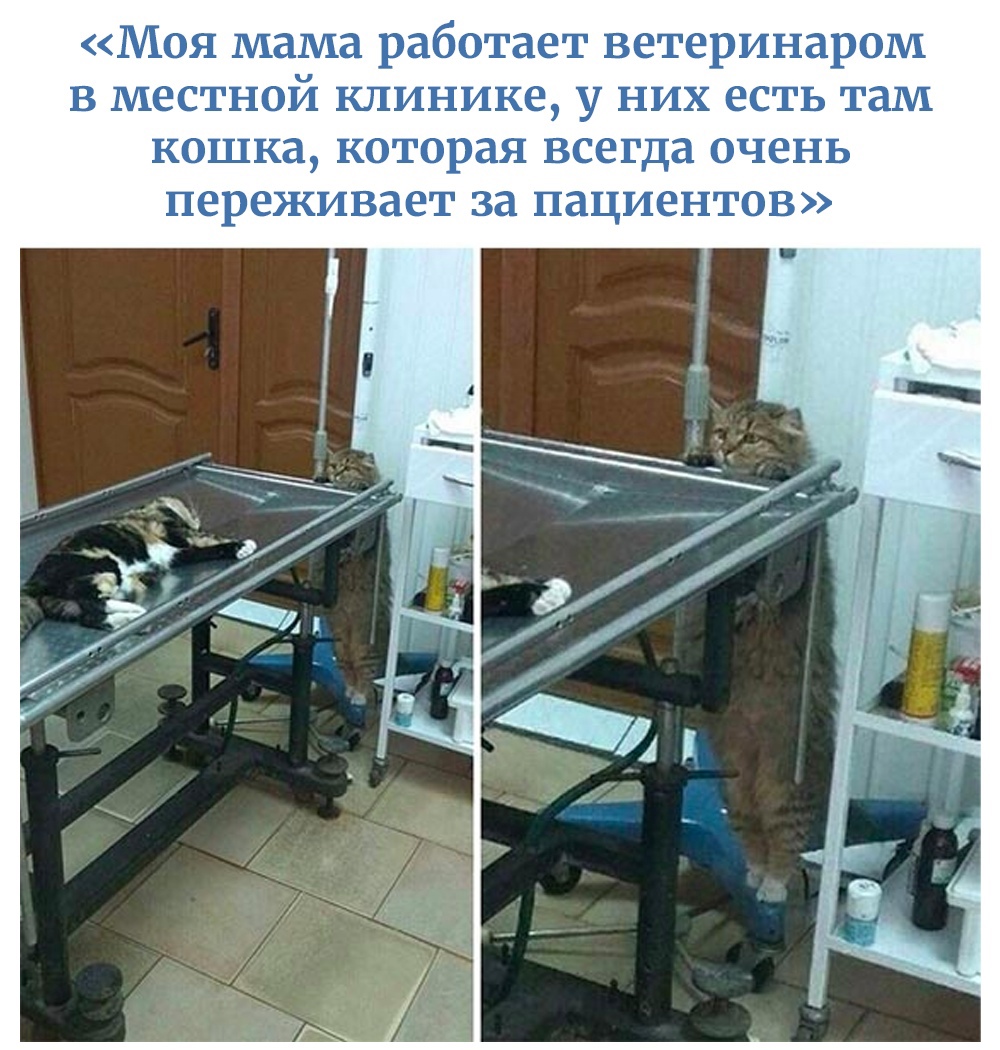 Моя мама работает ветеринаром в местной клинике у них есть там кошка которая всегда очень переживает за пациентов
