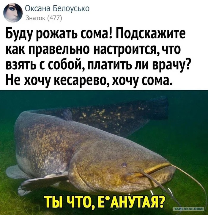 Оксана Белоусько Знаток ГТ Буду рожать сома Подскажите как правельно настроится что взять с собой платить ли врачу Не хочу кесарево хочу сома