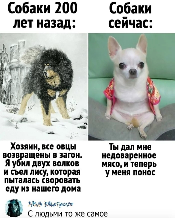 Собаки 200 Собаки лет назад сейчас Хозяин все овцы Ты дал мне возв ащены в загон недоваренное я у ил двух волков мясо и теперь и съел лису которая у меня понос пыталась своровать еду ИЗ нашею дома ЧК ггУ д С людьми то же самое