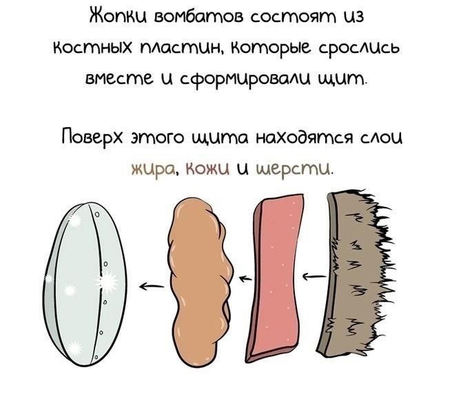 Жопкц вомбатов состоят из Костных Мастцн которые срослись вместе ц сформировали щцт Поверх этого щита находятся САОЦ жира Кожи Ц шерстц