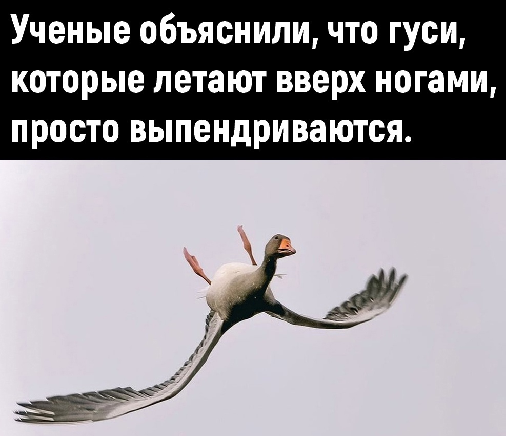 Ученые объяснили что гуси которые летают вверх ногами просто выпендриваются