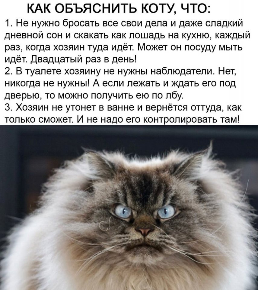 КАК ОБЪЯСНИТЬ КОТУ ЧТО 1 Не нужно бросать все свои дела и даже сладкий дневной сон и скакать как лошадь на кухню каждый раз когда хозяин туда идёт Может он посуду мыть идёт Двадцатый раз в день 2 В туалете хозяину не нужны наблюдатели Нет никогда не нужны А если лежать и ждать его под дверью то можно получить ею по лбу 3 Хозяин не утонет в ванне и вернётся оттуда как только сможет И не надо его ко