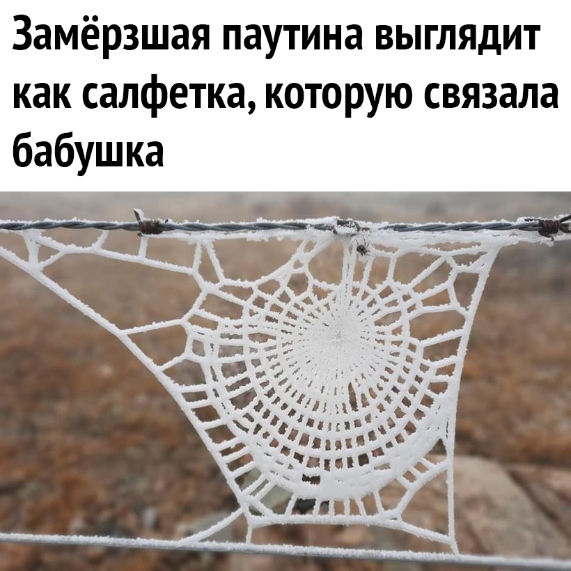 Замёрзшая паутина выглядит как салфетка которую связала