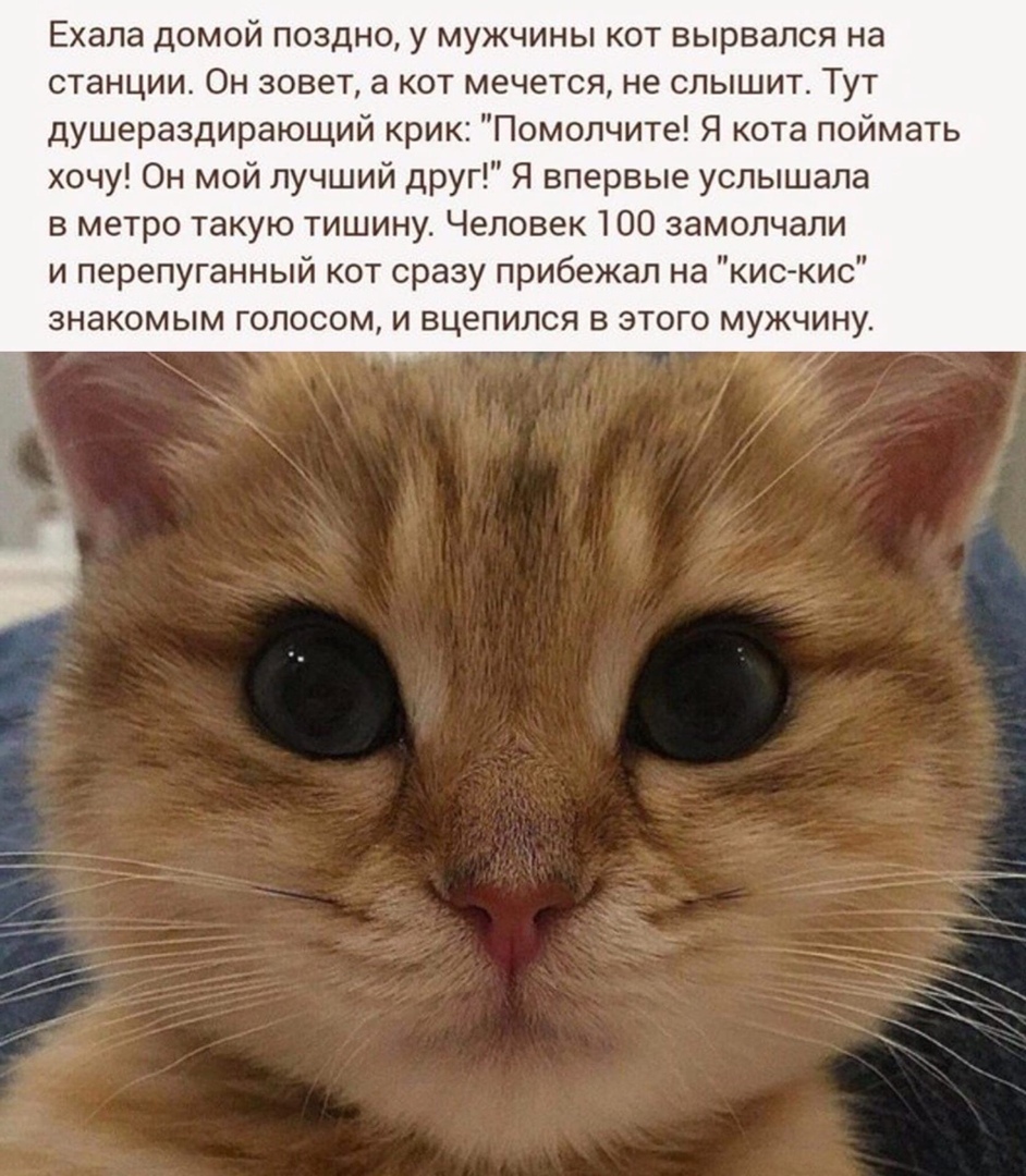Ехала домой поздно у мужчины кот вырвался на станции Он зовет а кот мечется не слышит Тут душераздирающий крик Помолчите Я кота поймать хочу Он мой лучший друг Я впервые услышала в метро такую тишину Человек 100 замолчали и перепуганный кот сразу прибежал на кис кис ЗНЭКОМЫМ ГОЛОСОМ И ВЦЭПИЛСЯ В ЭТОГО МУЖЧИНУ