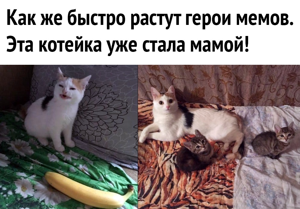 Как же быстро растут герои мемов Эта котейка уже стала мамой