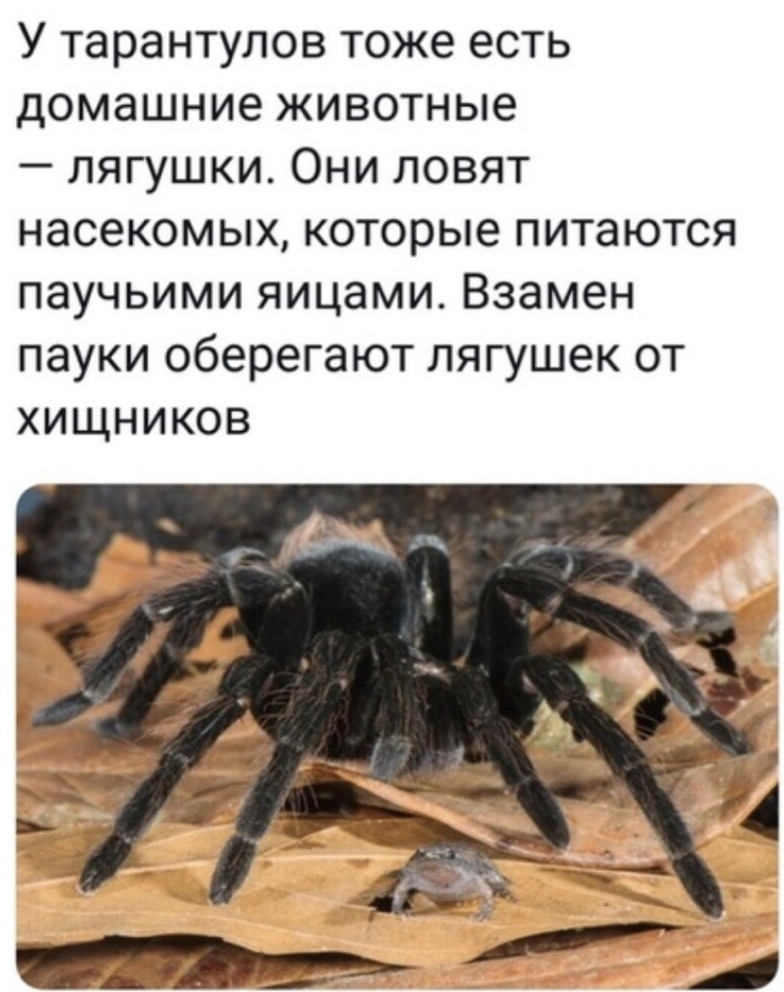 У тарантулов тоже есть домашние животные лягушки Они ловят насекомых которые питаются паучьими яицами Взамен пауки оберегают лягушек от хищников