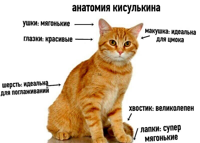 анатомия КИСУЛЬКИНЗ ушкт мягонькие МЗКУШКЗ идеальна ГЛЮКИ КРЗСИВЫЕ И для ЦМВКЗ шерсть идеальна___ для пошаживаиии ХВОСТИК ВЕЛИКМЕПЕН Ълапкш супер мягонькие