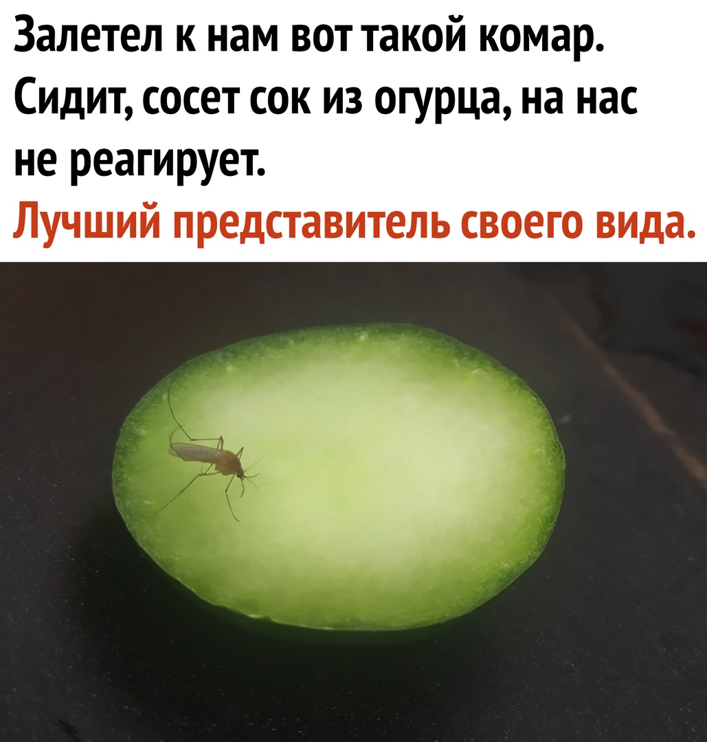 Залетел к нам вот такой комар Сидит сосет сок из огурца на нас не реагирует Лучший представитель своего вида